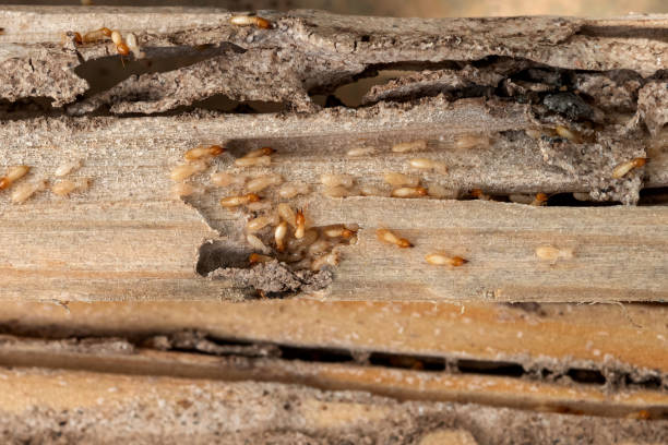 Best Cockroach Control Services  in Creston, IA